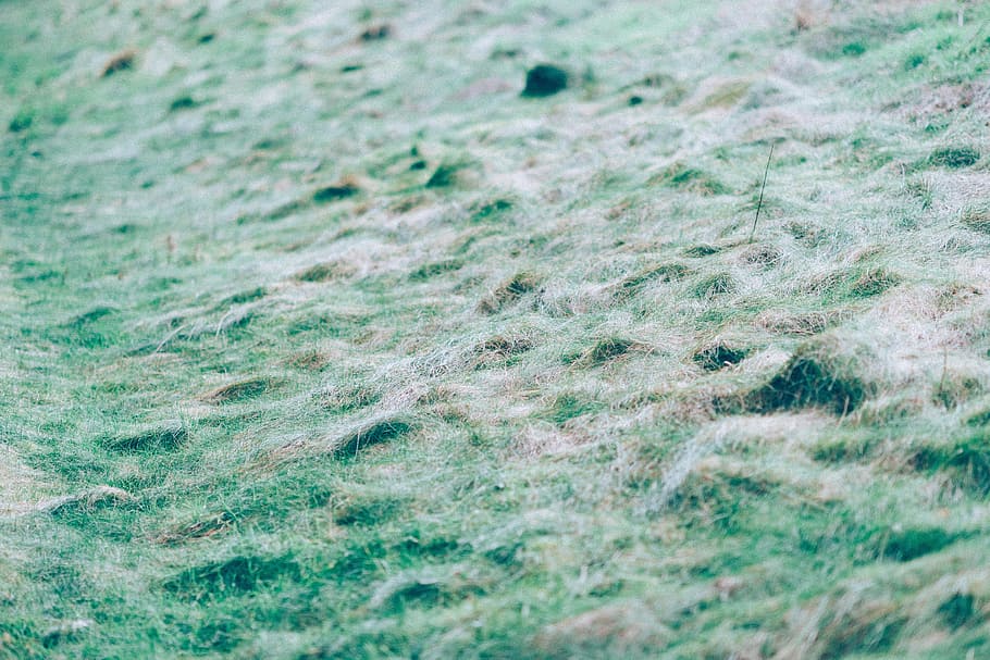 green, grass, nature, full frame, backgrounds, no people, day HD wallpaper