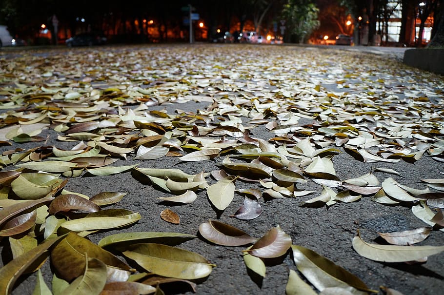 Falling Leaf, Flooring, Life, park, autumn, ground, late, dark HD wallpaper