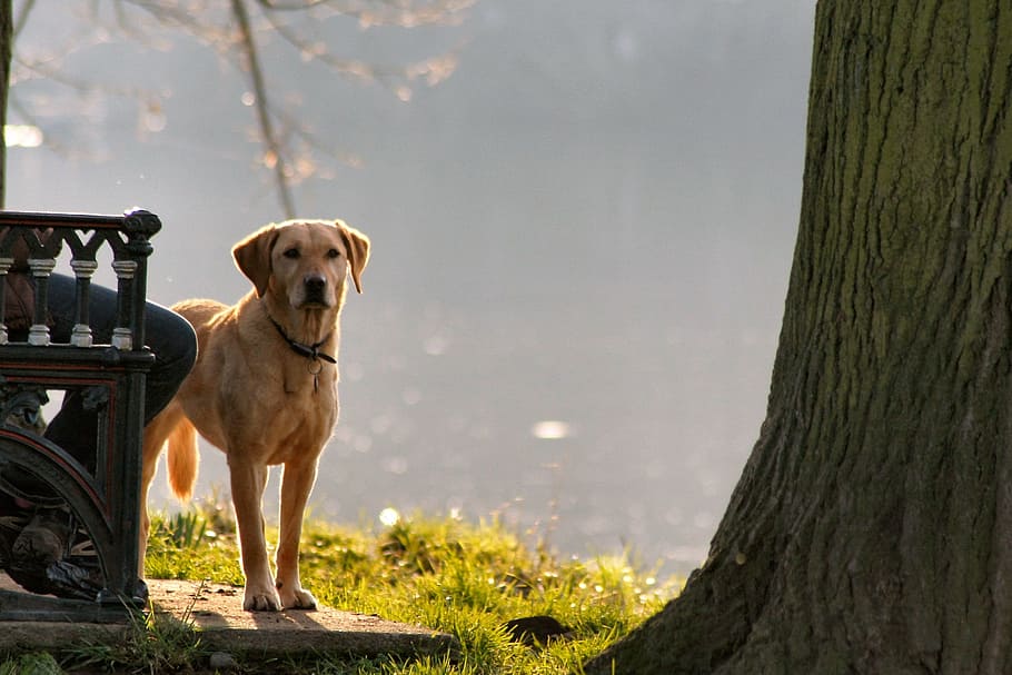 dog, river, park, walking, canine, pets, one animal, domestic HD wallpaper