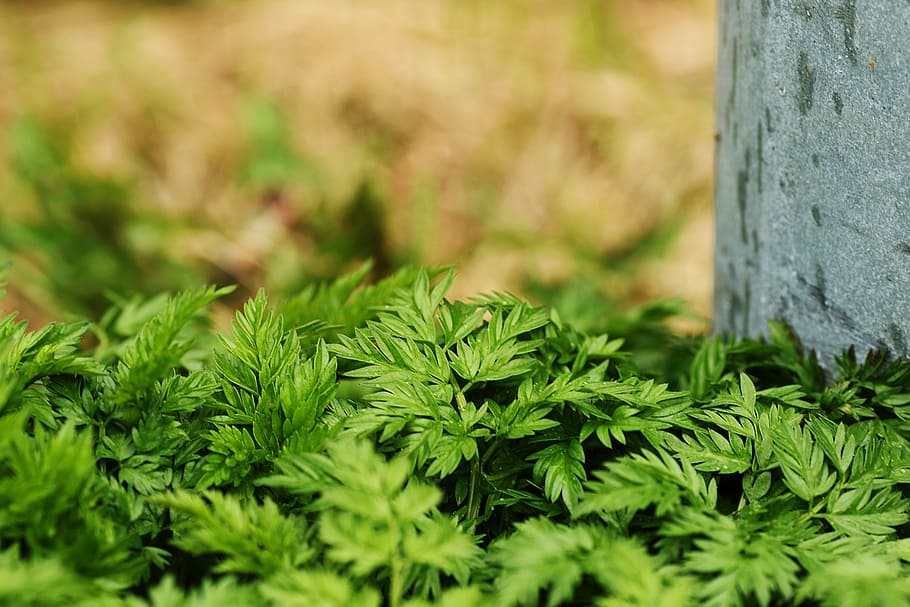 flora, growth, nature, leaf, freshness, spring, green color HD wallpaper