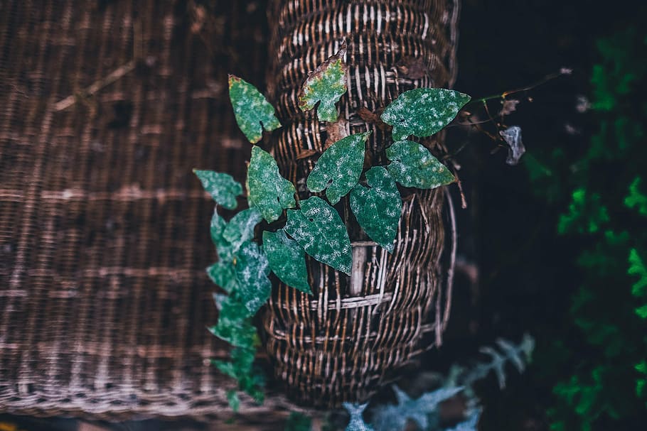 abstract, art, color, container, dark, decoration, design, leaves HD wallpaper