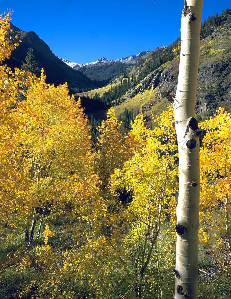 Aspen, Fall, Mountains, Colorado, autumn, trees, landscape HD wallpaper