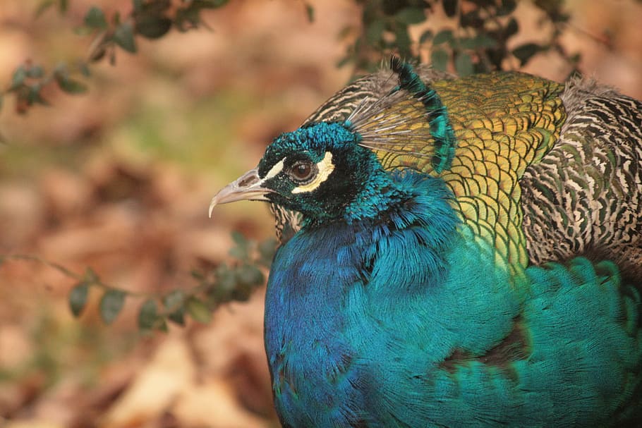 Peacock, Bird, blue, animal, nature, wildlife, feather, multi Colored HD wallpaper
