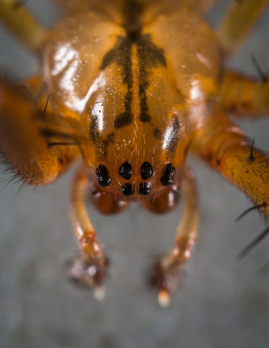 arachnids, portrait, spider, macro, one animal, close-up, animal themes HD wallpaper