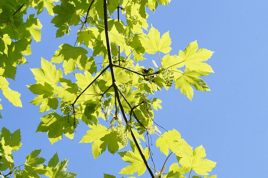 may, light and shadow, maple, tree, branch, branches, leaves HD wallpaper