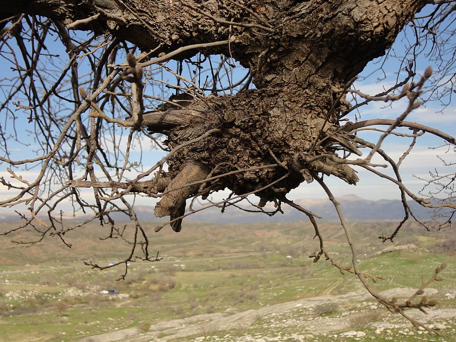 tree, natural, sky, branch, plant, nature, bare tree, animal wildlife HD wallpaper