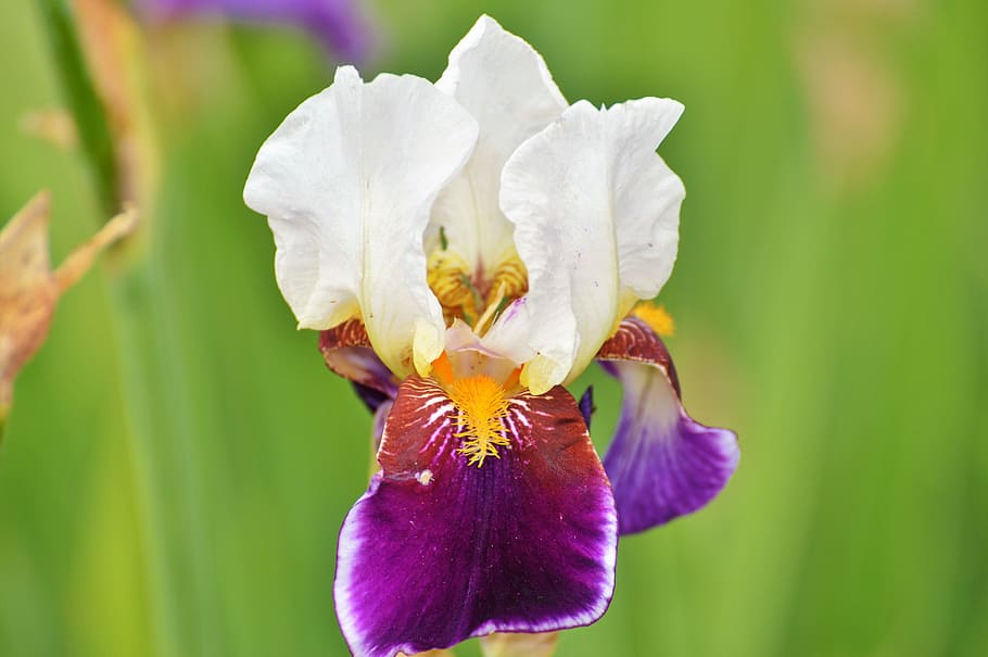 iris, flower, lily, blossom, bloom, iridaceae, plant, nature HD wallpaper