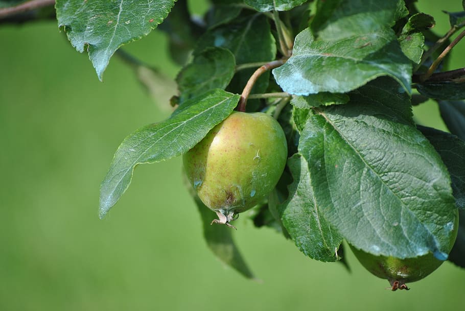 leaf, fruit, nature, food, plant, apple, plant part, food and drink HD wallpaper