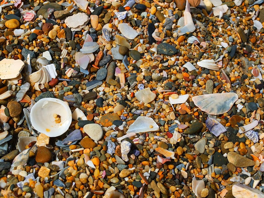 shell, sand beach, stone, texture, surface, properties, sea HD wallpaper