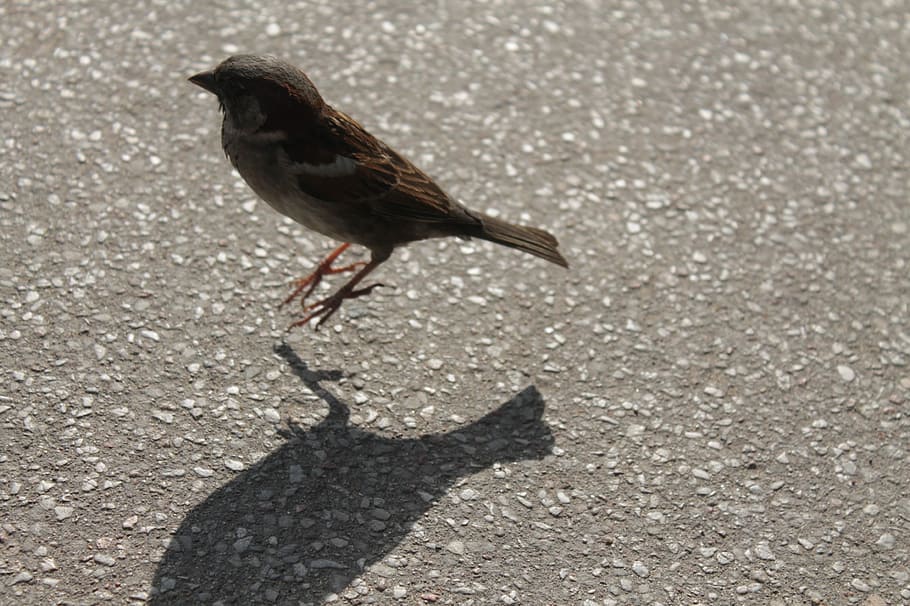 Bird, Jumping, Nature, Natural, wildlife, animal, cute, active HD wallpaper