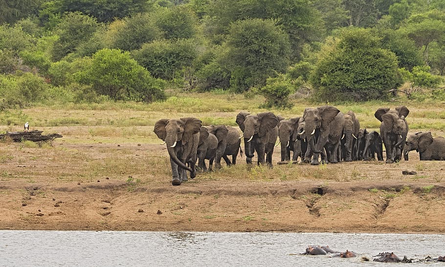 wildlife photography herd of elephant, stampede, riverbank, large, HD wallpaper