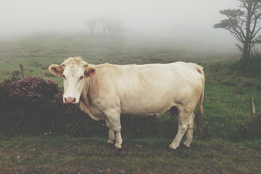cow standing near grass field, animal, milk, farm, ears, herd, HD wallpaper