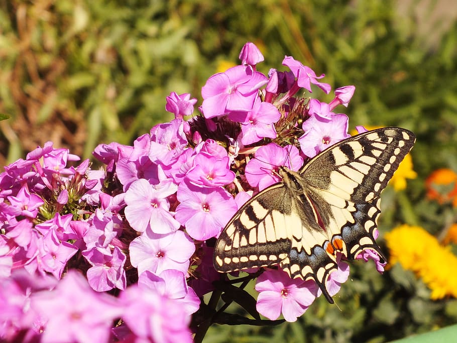 butterfly, flower, bloom, macro, summer, pink, summer flowers HD wallpaper