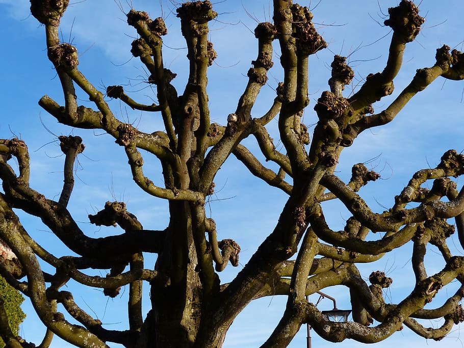 plane, tree, tribe, branch, kahl, truncate, beschnitten, sky HD wallpaper