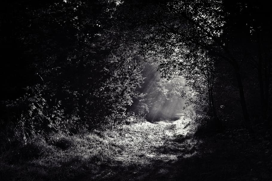 grayscale photo of pavement covered with trees, woods, path HD wallpaper