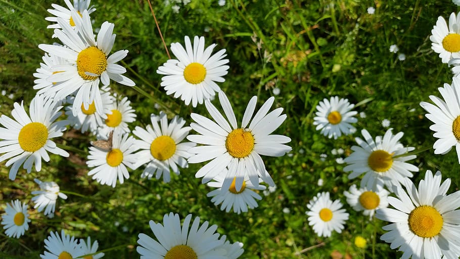 daisy, flower, summer, flowering plant, freshness, beauty in nature HD wallpaper