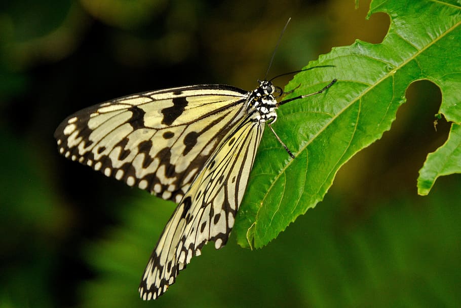 mainau, butterfly, nature, animal themes, animal wildlife, invertebrate HD wallpaper
