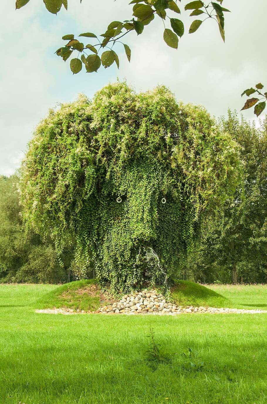 tree, plant, face, nature, green color, grass, growth, day HD wallpaper