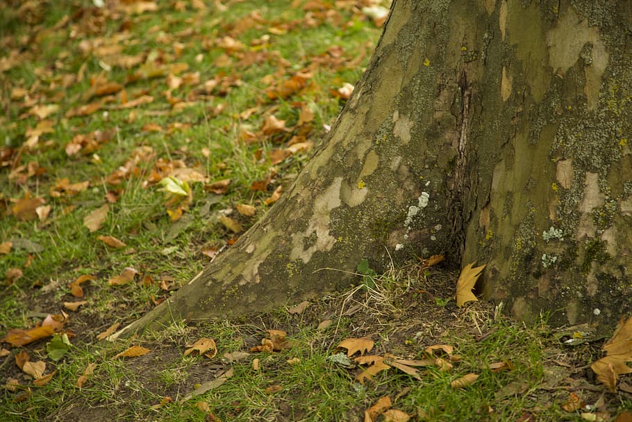 landscape, beautiful, autumn, falling leaf, plant, tree trunk HD wallpaper
