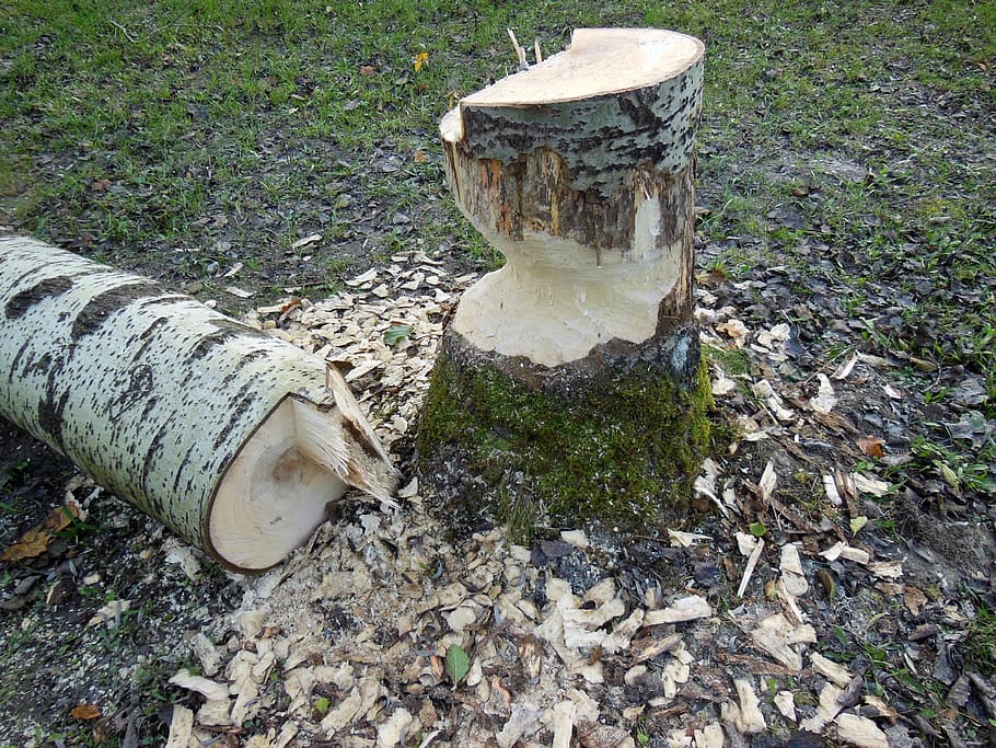 Beaver, Damage, Tree, Rodents, beaver damage, nature, beaver eating HD wallpaper