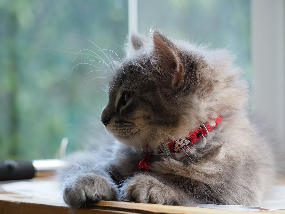 mainecoon cat laying on windoe, asleep, cute, the sleeping HD wallpaper