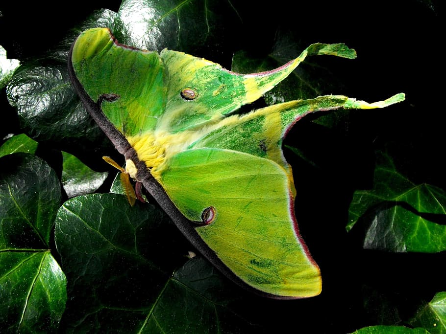 Luna, Moth, Summer, Night, Insect, flying, green, green color HD wallpaper