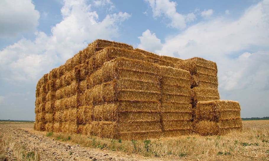 farm, rural, rustic, field, crop, sky, clouds, summer, bales HD wallpaper