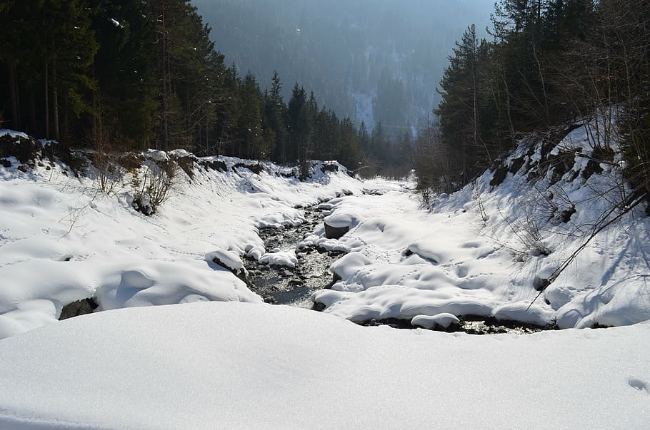 winter, bach, wintry, snow, cold temperature, tree, plant, beauty in nature HD wallpaper