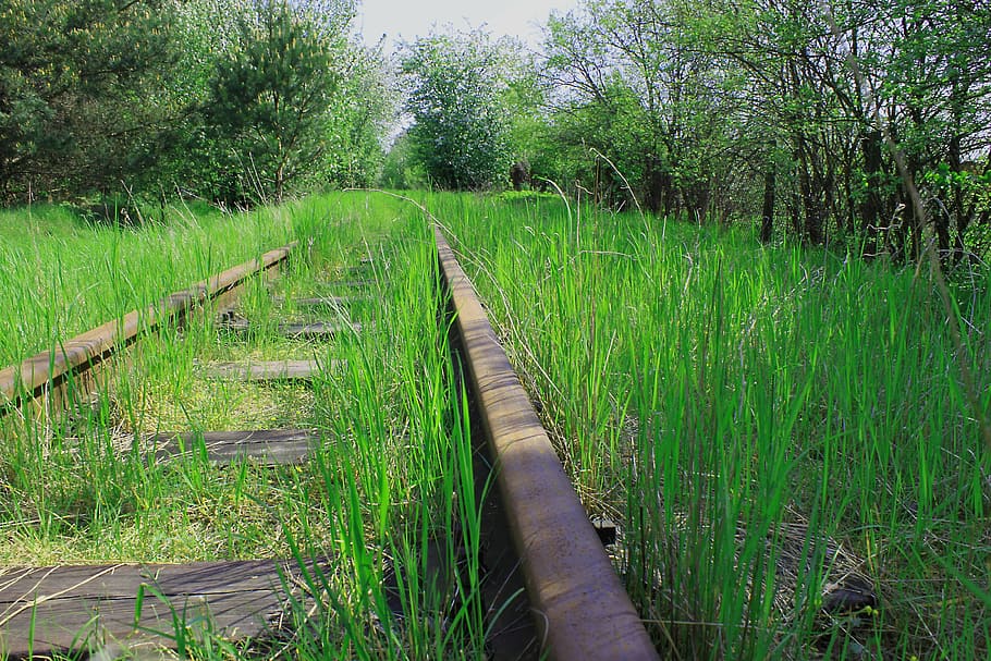 tracks, forest, green, spring, vegetation, grass, plant, growth HD wallpaper