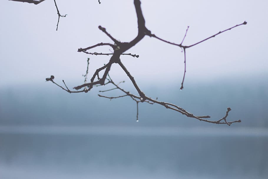 selective focus photography of tree branch, closeup photography of plant branch HD wallpaper