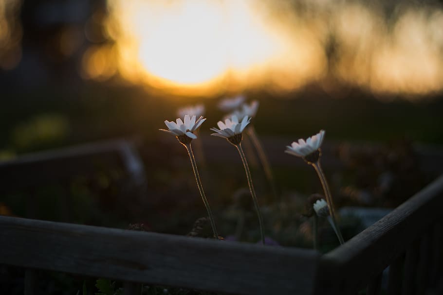 close-up photo of white gerbera flowers, shallow focus photography of three white flowers HD wallpaper