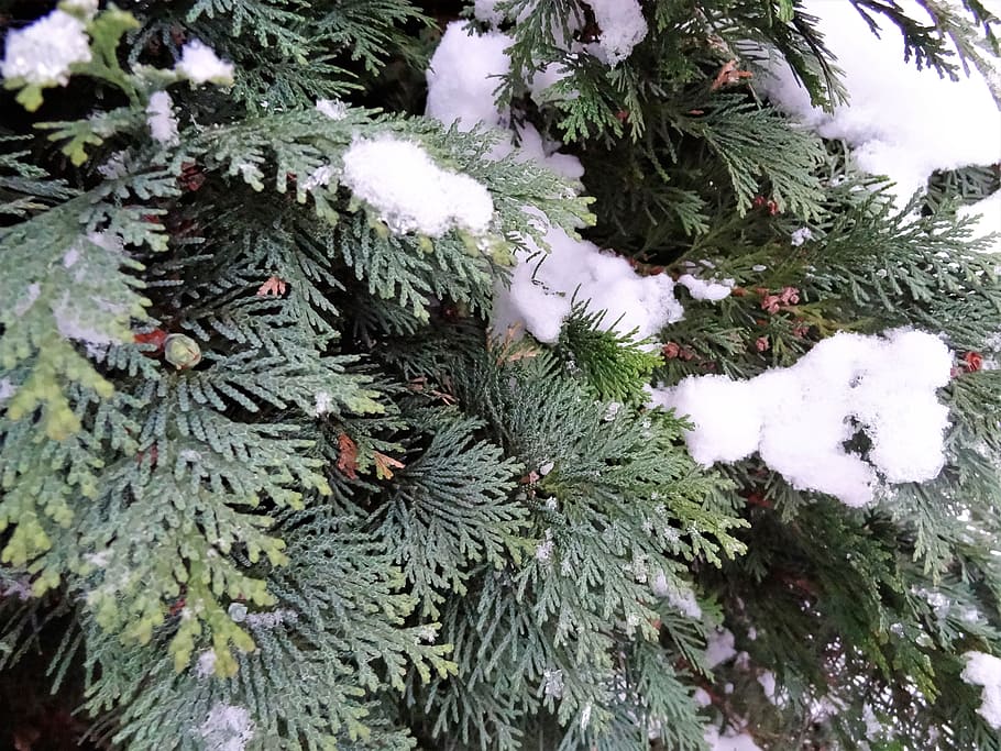 winter, snow, tree, conifer, snowy, branch, nature, snowy tree HD wallpaper