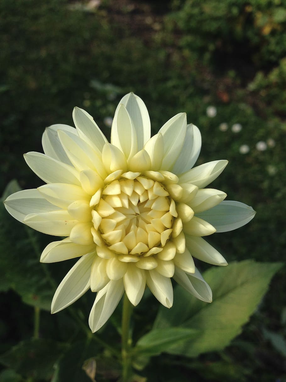 Dahlia, Flower, White, flower head, petal, focus on foreground HD wallpaper