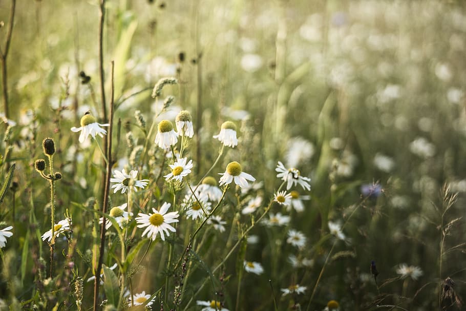 sunset, camomile, meadow, summer, sunny day, nature, flowers HD wallpaper
