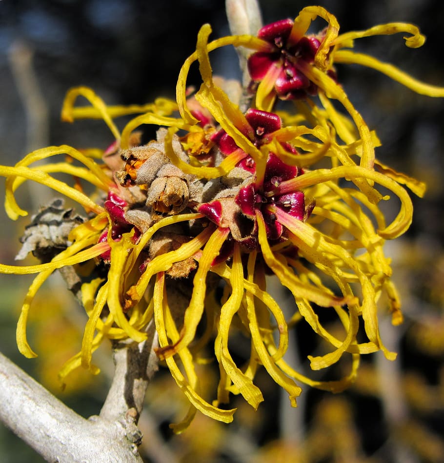blossom, bloom, close, witch hazel, yellow, spring, spring awakening HD wallpaper