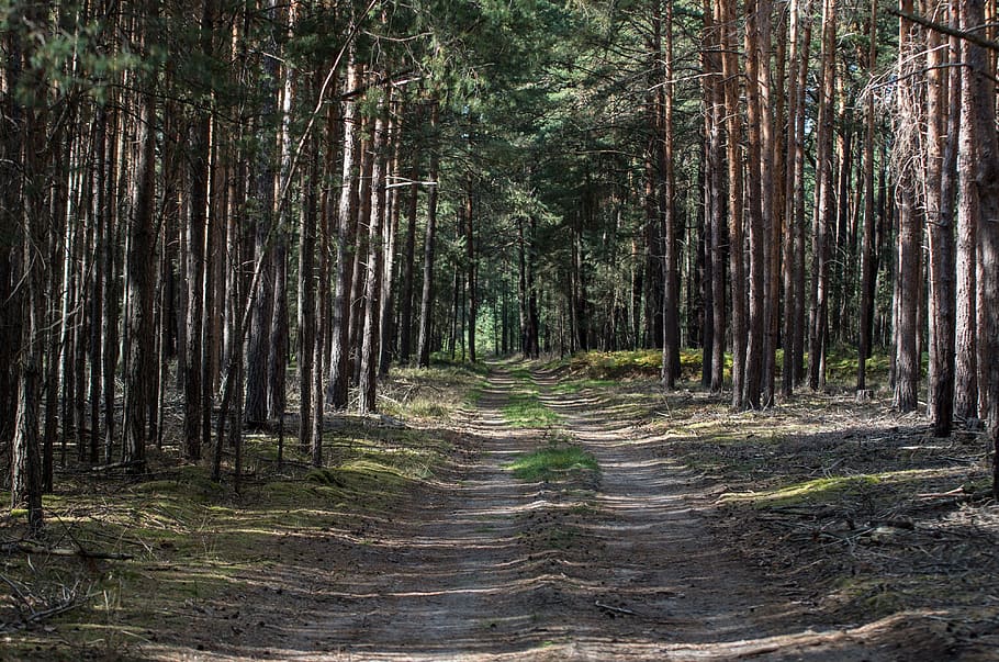 forest, forest path, pine, wood, nature, tree, landscape, leaf HD wallpaper