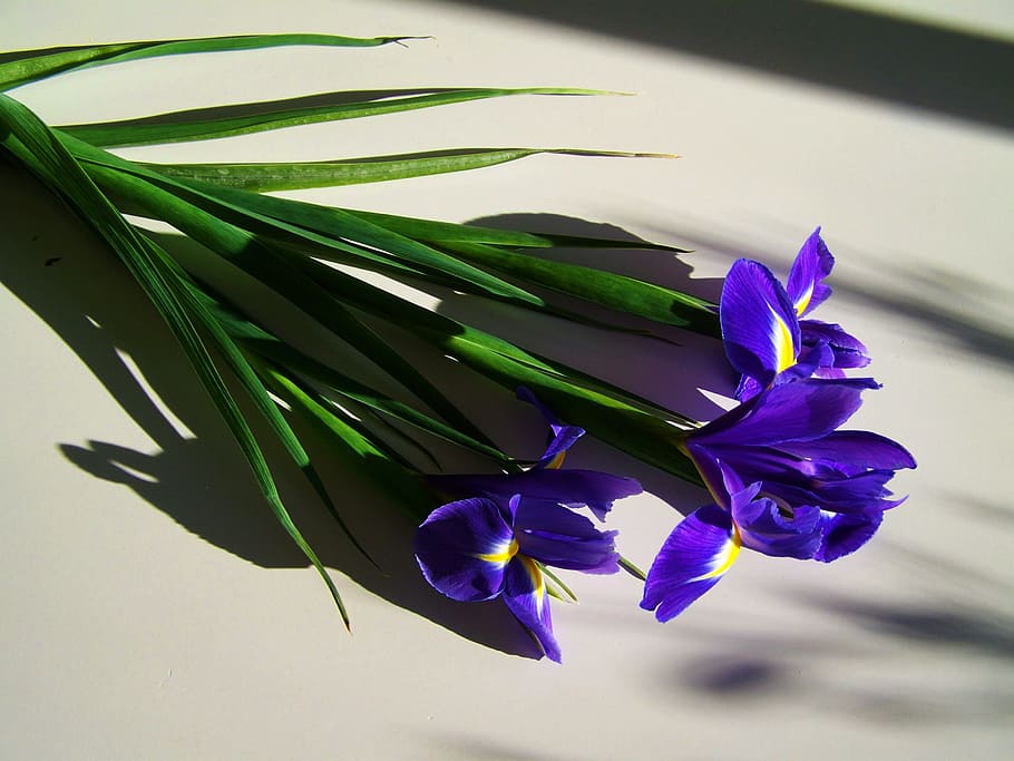 Blue Iris, Cut Flower, Light, Shadow, light shadow, nature HD wallpaper