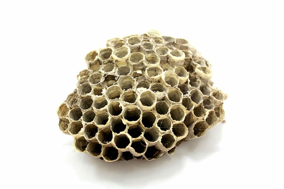Bee, Hive, Honey, Insect, Work, Breed, fly, wax, natural, record HD wallpaper