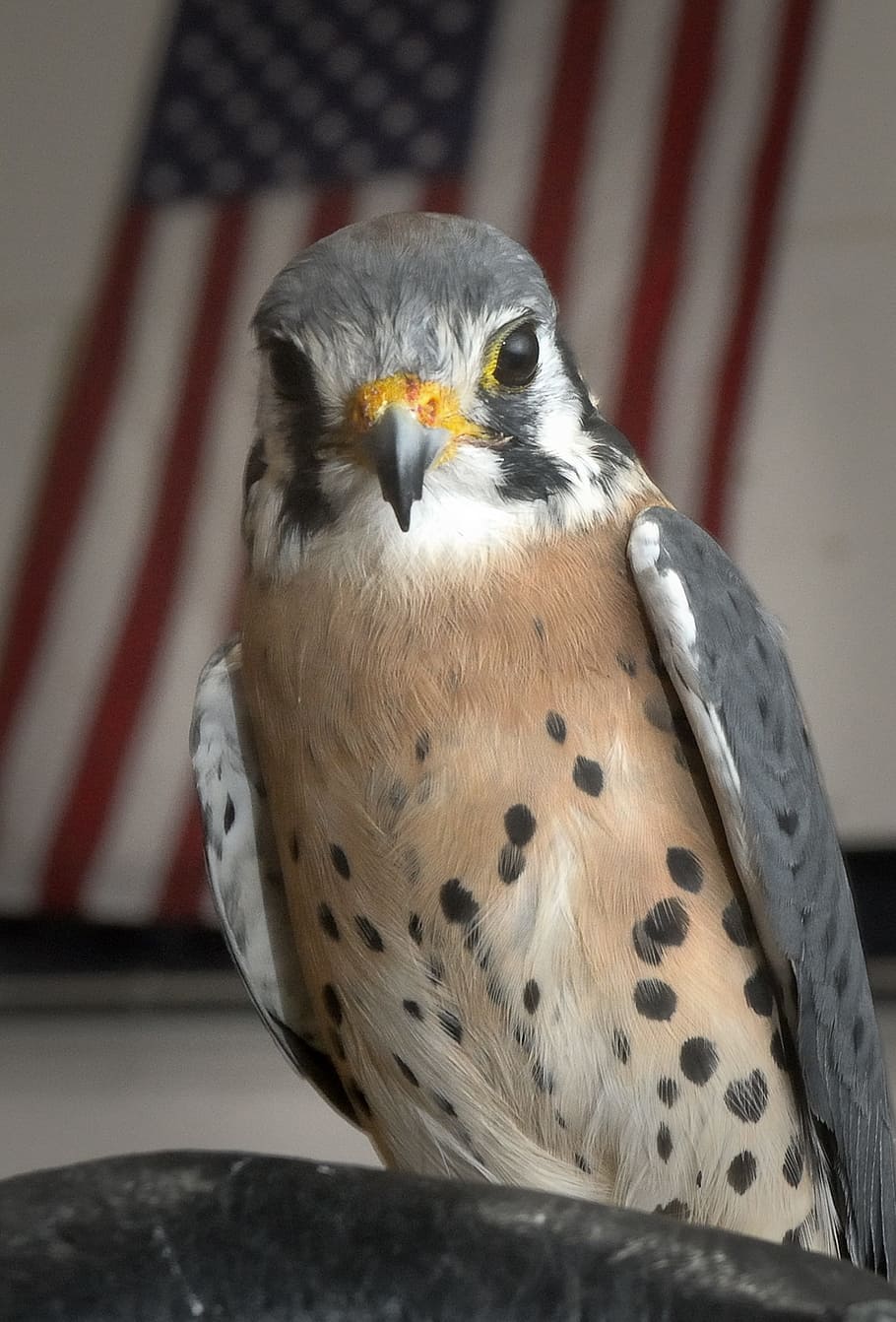 kestrel, hawk, bird, macro, close-up, beautiful, animal wildlife HD wallpaper