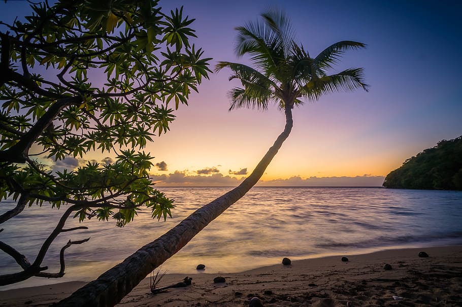coconut palm tree on beach shoreline golden hour photography HD wallpaper