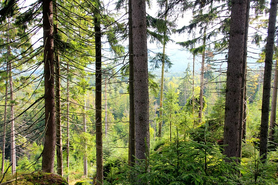 leaves, trees, crown, green, branches, forest, nature, plant HD wallpaper