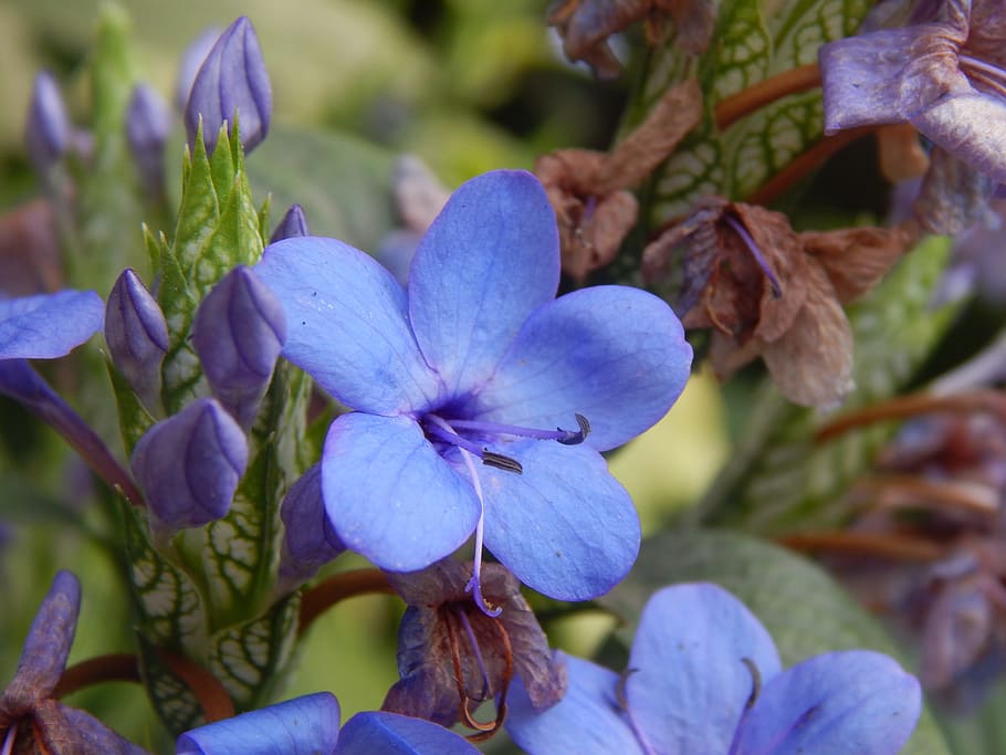 flower, blue, celeste, lilac, flowering plant, growth, vulnerability HD wallpaper