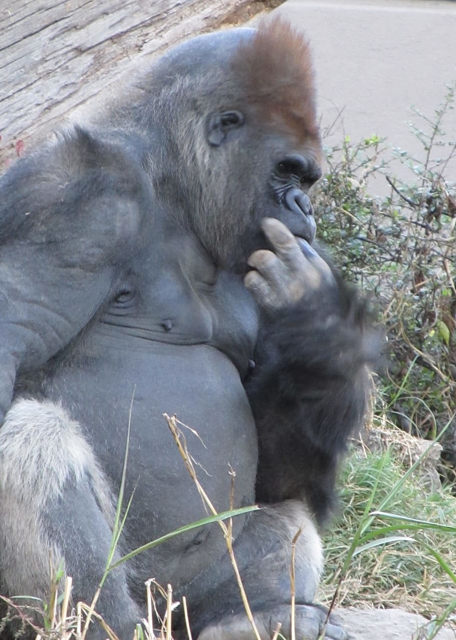 Gorilla, Thinking, Thoughtful, sitting, reflective, zoo, animal HD wallpaper