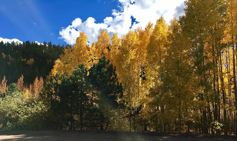 tall yellow trees, autumn, leaves, fall, nature, leaf, season HD wallpaper