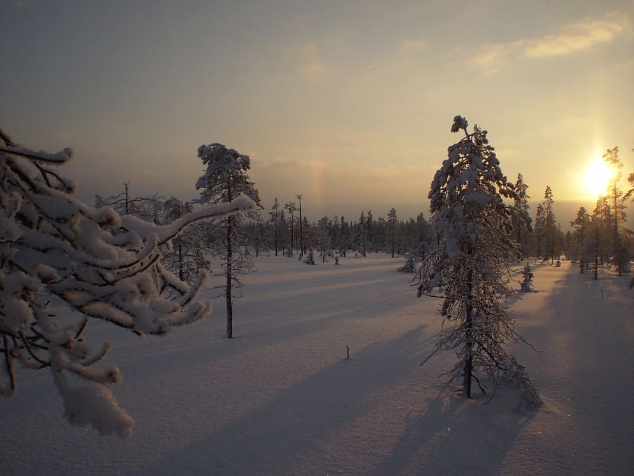 HD wallpaper: winter, myr, solar, snow, tree, evening, sunset, forest ...