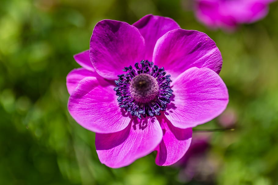 close up photography of purple anemone flower in bloom, spring