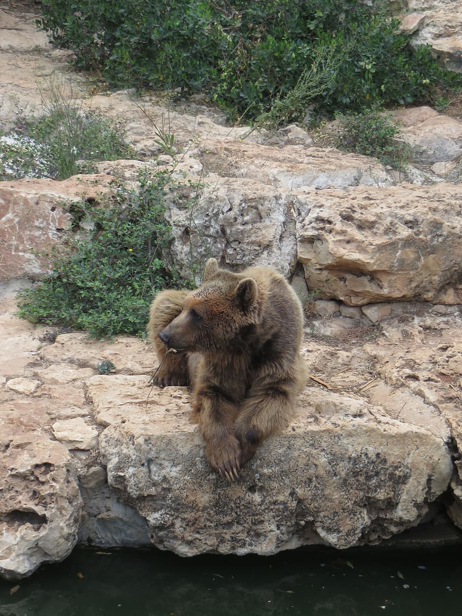 bear, animal, wild, animals in the wild, mammal, animal wildlife HD wallpaper