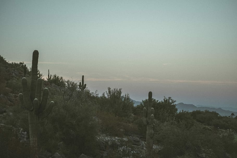 green cactus plant on mountain, desert, tree, bush, sky, growth HD wallpaper