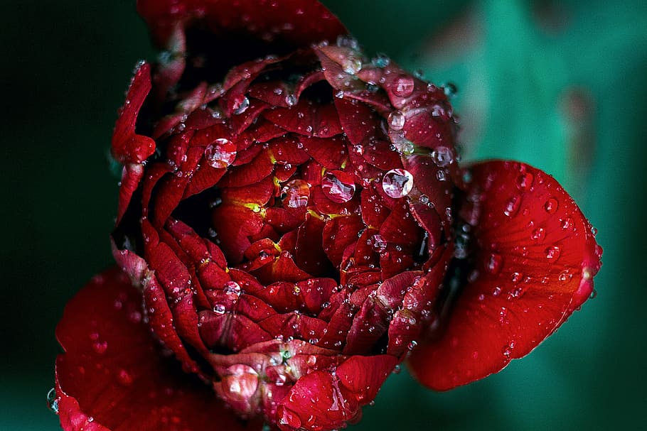 red flower with water droplets in macro photography, flora, nature HD wallpaper