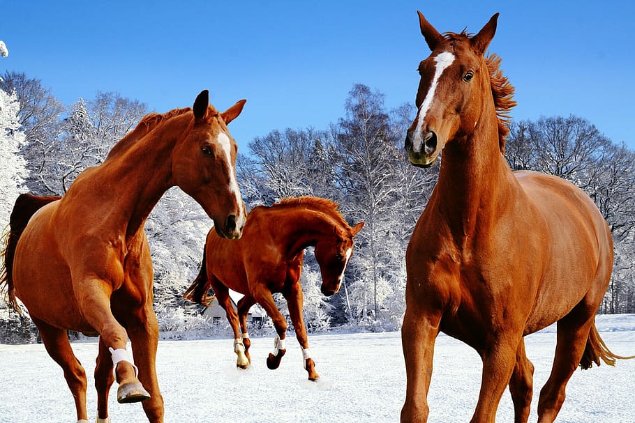 three brown horses, coupling, winter, snow, play, paddock, wintry HD wallpaper